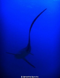 The elegance of a thresher shark by Samantha Buonvino 
